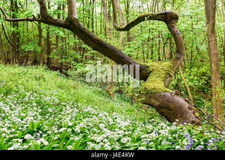 Underwood, Misk Hills, Dorset, UK. 12 mai 2017. Rançon sauvage Fleurs ail sauvage (Allium ursinum) floraison dans un ancien français caduques. Crédit : Ian Francis/Alamy Live News Banque D'Images