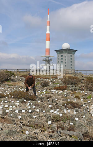 La Saxe-Anhalt, Allemagne. 10 mai, 2017. Les plantes alpines poussent dans le jardin sur le Brocken Brocken pic en Saxe-Anhalt, Allemagne, 10 mai 2017. Le jardin expérimental et montrer sur le Brocken Peak dans les montagnes du Harz National Park abrite plus de 1800 plantes de montagne dans le monde entier. Du lundi sur les visiteurs auront l'occasion de s'émerveiller devant le monde végétal. Le Brocken Jardin saison se termine tous les ans au mois d'octobre. Photo : Matthias Bein/dpa-Zentralbild/dpa/Alamy Live News Banque D'Images