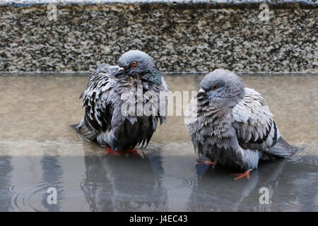 Glasgow, Ecosse, Royaume-Uni. 13 mai, 2017. Glasgow city's pigeons sauvages prendre une pause dans leur horaire chargé de l'alimentation à George Square pour profiter d'un bain et prendre un bain de pied de refroidissement dans la rue les flaques, après le coup, lourd et première douche de pluie dans la ville pour 3 semaines : Crédit Findlay/Alamy Live News Crédit : Findlay/Alamy Live News Banque D'Images