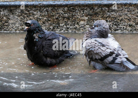 Glasgow, Ecosse, Royaume-Uni. 13 mai, 2017. Glasgow city's pigeons sauvages prendre une pause dans leur horaire chargé de l'alimentation à George Square pour profiter d'un bain et prendre un bain de pied de refroidissement dans la rue les flaques, après le coup, lourd et première douche de pluie dans la ville pour 3 semaines : Crédit Findlay/Alamy Live News Crédit : Findlay/Alamy Live News Banque D'Images