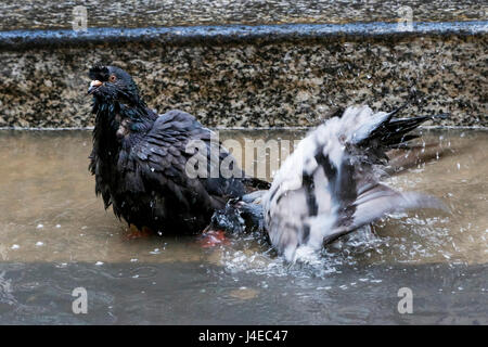 Glasgow, Ecosse, Royaume-Uni. 13 mai, 2017. Glasgow city's pigeons sauvages prendre une pause dans leur horaire chargé de l'alimentation à George Square pour profiter d'un bain et prendre un bain de pied de refroidissement dans la rue les flaques, après le coup, lourd et première douche de pluie dans la ville pour 3 semaines : Crédit Findlay/Alamy Live News Crédit : Findlay/Alamy Live News Banque D'Images