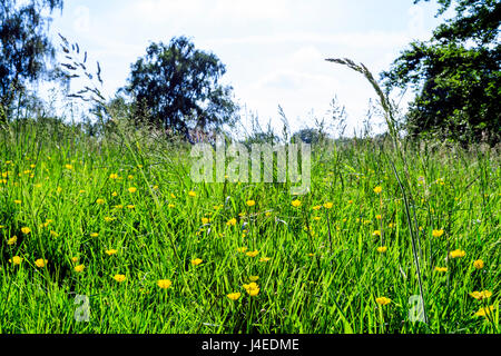 Vue rapprochée de la renoncule âcre des fleurs dans une prairie d'herbe Banque D'Images