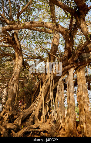 Arbre de Vie, Amazing Banyan Tree. Banque D'Images