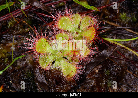 Drosera tokaiensis plantes dans l'habitat. Banque D'Images