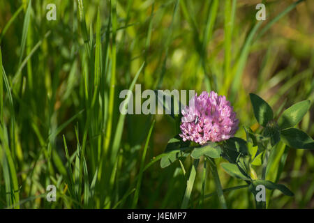 Clover dans l'herbe photographiés dans la nature. Banque D'Images