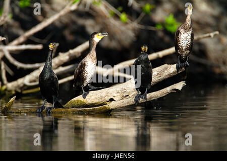 Un groupe du grand cormorant se trouve sur le rondin au-dessus du lac, Kopački rit, Croatie Banque D'Images