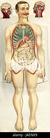 XIX siècle illustration peinte des droits de l'abdomen anatomie et de tête, représentation des hommes Banque D'Images