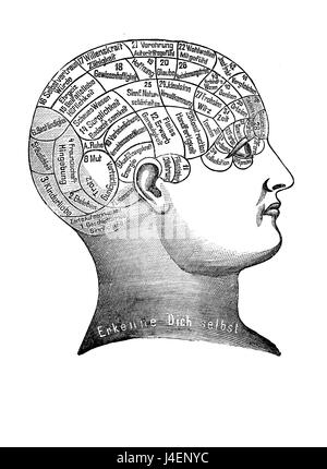 Pseudo-alternative et la médecine : la phrénologie panier sur le cerveau le localisation des fonctions mentales, gravure d'époque Banque D'Images