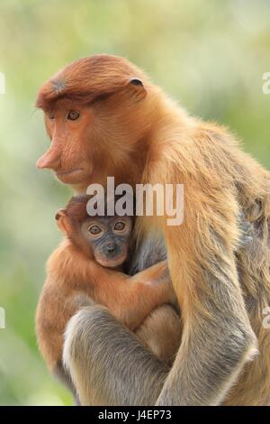 La mère et le bébé singe proboscis, Bornéo, Malaisie, Asie du Sud, Asie Banque D'Images