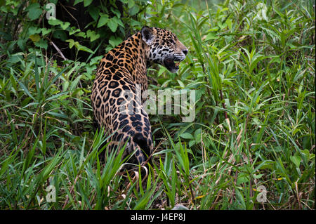 Un Jaguar (Panthera onca) déménagement dans l'herbe, Cuiaba River, Pantanal, Mato Grosso, Brésil, Amérique du Sud Banque D'Images