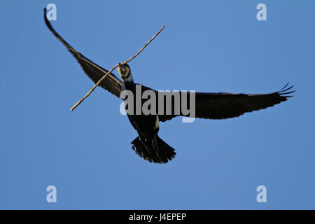 Le grand cormorant apporte le matériau en bois pour la construction du nid à Kopački rit, Croatie Banque D'Images