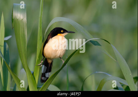 Black-capped Donacobius Donacobius atricapilla) (dans la végétation, Pantanal, Mato Grosso, Brésil, Amérique du Sud Banque D'Images