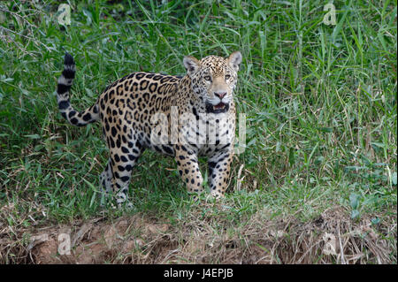 Les jeunes Jaguar (Panthera onca) sur les rives, Cuiaba River, Pantanal, Mato Grosso, Brésil, Amérique du Sud Banque D'Images