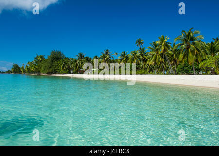 Belle plage de sable blanc bordée de cocotiers dans les eaux turquoises de Tikehau, Tuamotu, Polynésie Française, Pacifique Banque D'Images