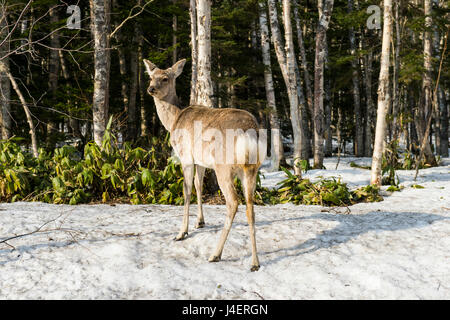 Repéré japonais cerf (Cervus nippon yesoensis), Parc National de Daisetsuzan, UNESCO World Heritage Site, Hokkaido, Japon, Asie Banque D'Images