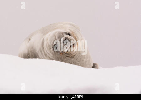 Lobodon carcinophaga crabiers (joint), portail Point, l'Antarctique, régions polaires Banque D'Images