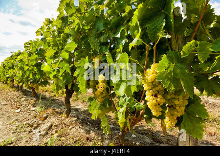 Raisins blancs sur une vigne près de le marais salés de la côte nord-ouest de l'île, le Gillieux, Ile de Ré, Charente-Maritime, France Banque D'Images