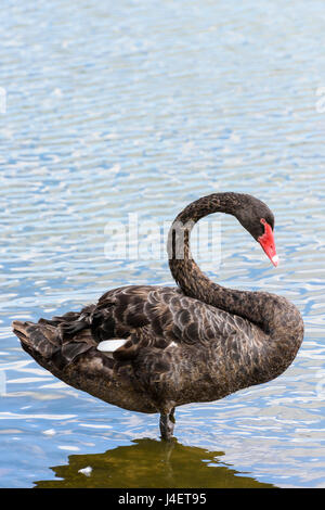 Black Swan, le lac Monger, Perth, Australie occidentale Banque D'Images