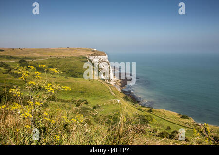 Les falaises blanches de Douvres sur un ciel bleu ensoleillé jour avec des fleurs jaunes à l'avant-plan. Banque D'Images