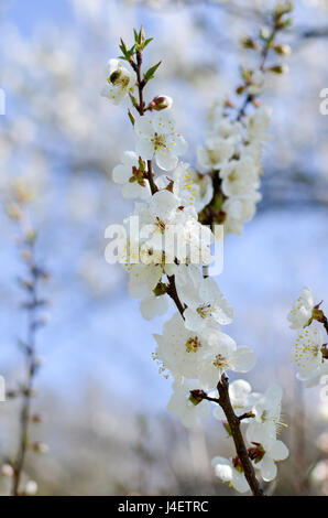 Studio shot of apricot blossom brunch sur ciel bleu Banque D'Images