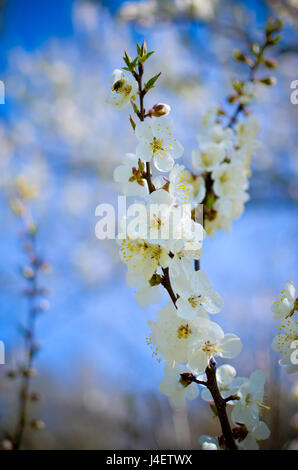 Studio shot of apricot blossom brunch sur ciel bleu Banque D'Images