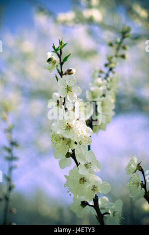 Studio shot of apricot blossom brunch sur ciel bleu Banque D'Images