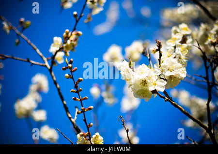 Studio shot of apricot blossom brunch sur ciel bleu Banque D'Images