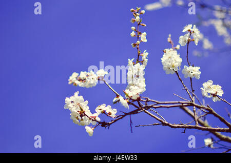 Studio shot of apricot blossom brunch sur ciel bleu Banque D'Images