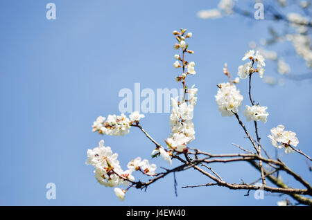 Studio shot of apricot blossom brunch sur ciel bleu Banque D'Images