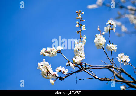 Studio shot of apricot blossom bleu sur le brunch Banque D'Images