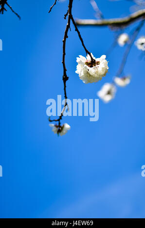 Studio shot of apricot blossom bleu sur le brunch Banque D'Images