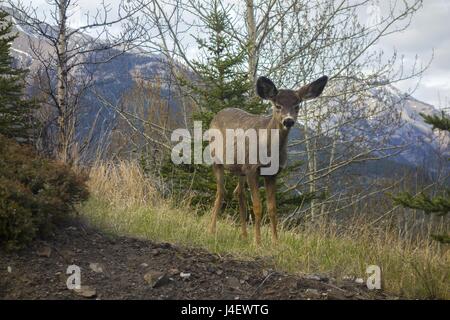 Veau de cerfs au début du printemps près de Canmore, Alberta au pied de montagnes Rocheuses canadiennes Banque D'Images