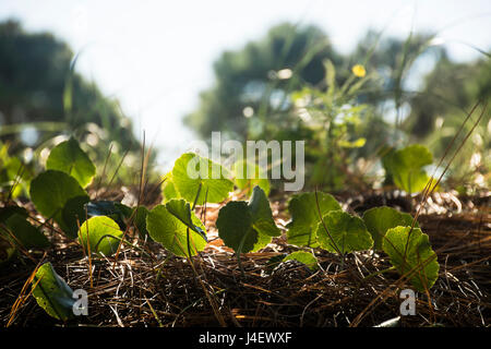 Feuilles vertes contre ciel clair. Natural Background Banque D'Images