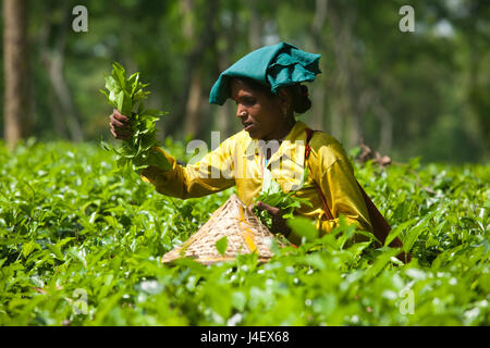 Feuille de thé femme plucker travaille au jardin de thé à Srimangal. Moulvibazar, Bangladesh. Banque D'Images