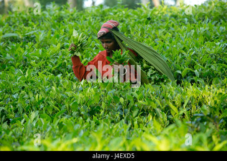 Feuille de thé femme plucker travaille au jardin de thé à Srimangal. Moulvibazar, Bangladesh. Banque D'Images