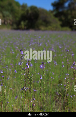 Domaine de la Purple fleurs sauvages Banque D'Images
