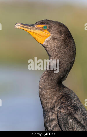 Cormoran à aigrettes - Phalacrocorax auritis Banque D'Images