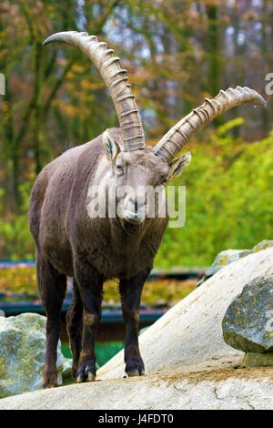 Le Bouquetin des Alpes (Capra ibex), également connu sous le nom de steinbock, est une espèce de chèvre sauvage qui vit dans les montagnes des Alpes d'Europe. Banque D'Images