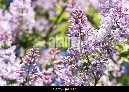 Branche de lilas violet Floraison. fermer jusqu'au printemps. Banque D'Images