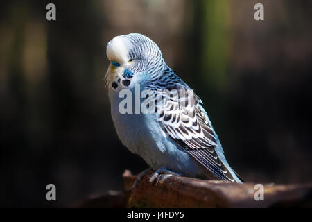 Perruche bleu (Melopsittacus undulatus) assis sur une branche. Banque D'Images