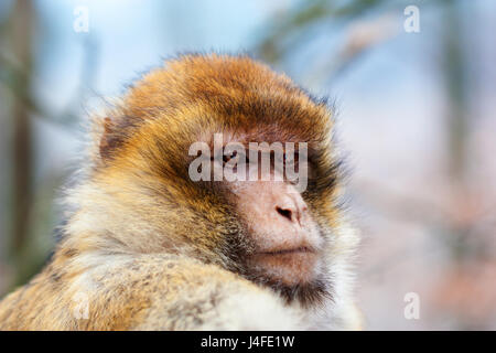 Portrait d'un macaque de barbarie (Macaca sylvanus). Banque D'Images