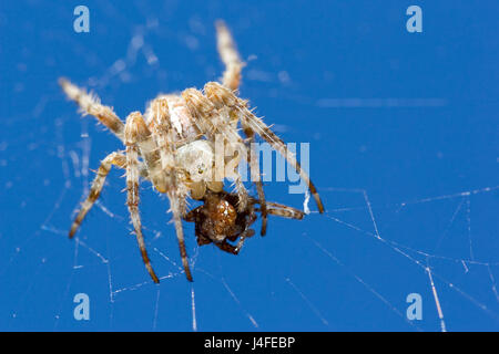 Spider spider plus petit plus gros mange.'araignée des jardins (araneus diadematus), également connu sous le nom de spider, araignée diadème croix ou croix orbweaver. Banque D'Images