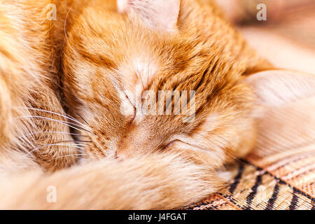 Portrait d'un vieux chat couchage rouge Banque D'Images