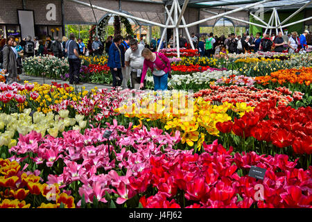 Tulipes au Pavillon Willem-Alexander, jardins de fleurs Keukenhof, Lisse, Pays-Bas Banque D'Images