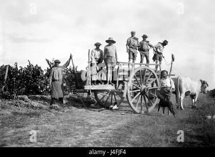 Agriculteurs espagnols récolte de raisins région de Rioja Espagne 1910 oxen espagnol chariot de traction Banque D'Images