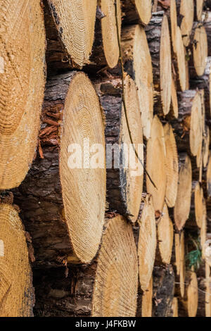 Couper les troncs de bois empilés les uns sur les autres Banque D'Images