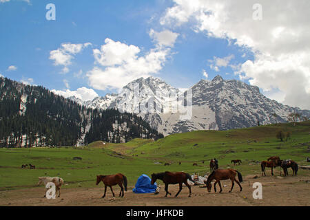 Srinagar, Inde. 12 mai, 2017. Chevaux broute à Sonamarg, au nord de Srinagar, au Cachemire sous contrôle indien Vendredi 12 mai 2017 Le réseau routier national Srinagar-Leh reliant le Ladakh au Cachemire Valley Credit : Umer Asif/Pacific Press/Alamy Live News Banque D'Images