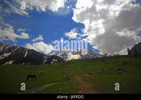 Srinagar, Inde. 12 mai, 2017. Chevaux broute à Sonamarg, au nord de Srinagar, au Cachemire sous contrôle indien Vendredi 12 mai 2017 Le réseau routier national Srinagar-Leh reliant le Ladakh au Cachemire Valley Credit : Umer Asif/Pacific Press/Alamy Live News Banque D'Images