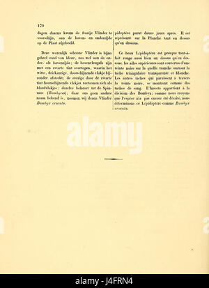 Cette référence se rapporte aux travaux de Sepp sur les papillons surinamais, en particulier Phalaena cruenta, une espèce de papillon. Le titre indique une description de l'espèce dans le catalogue illustré de Sepp. Banque D'Images