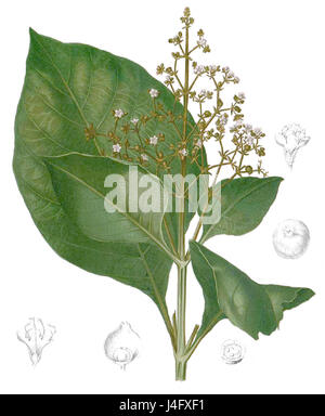 'Tectona grandis' fait référence au nom scientifique du teck, un bois dur tropical connu pour sa résistance et sa durabilité. Cette référence spécifique à 'Blanco1.114 Cropped' suggère une illustration botanique ou une étude du teck, en mettant particulièrement l'accent sur ses caractéristiques ou sa croissance. Banque D'Images